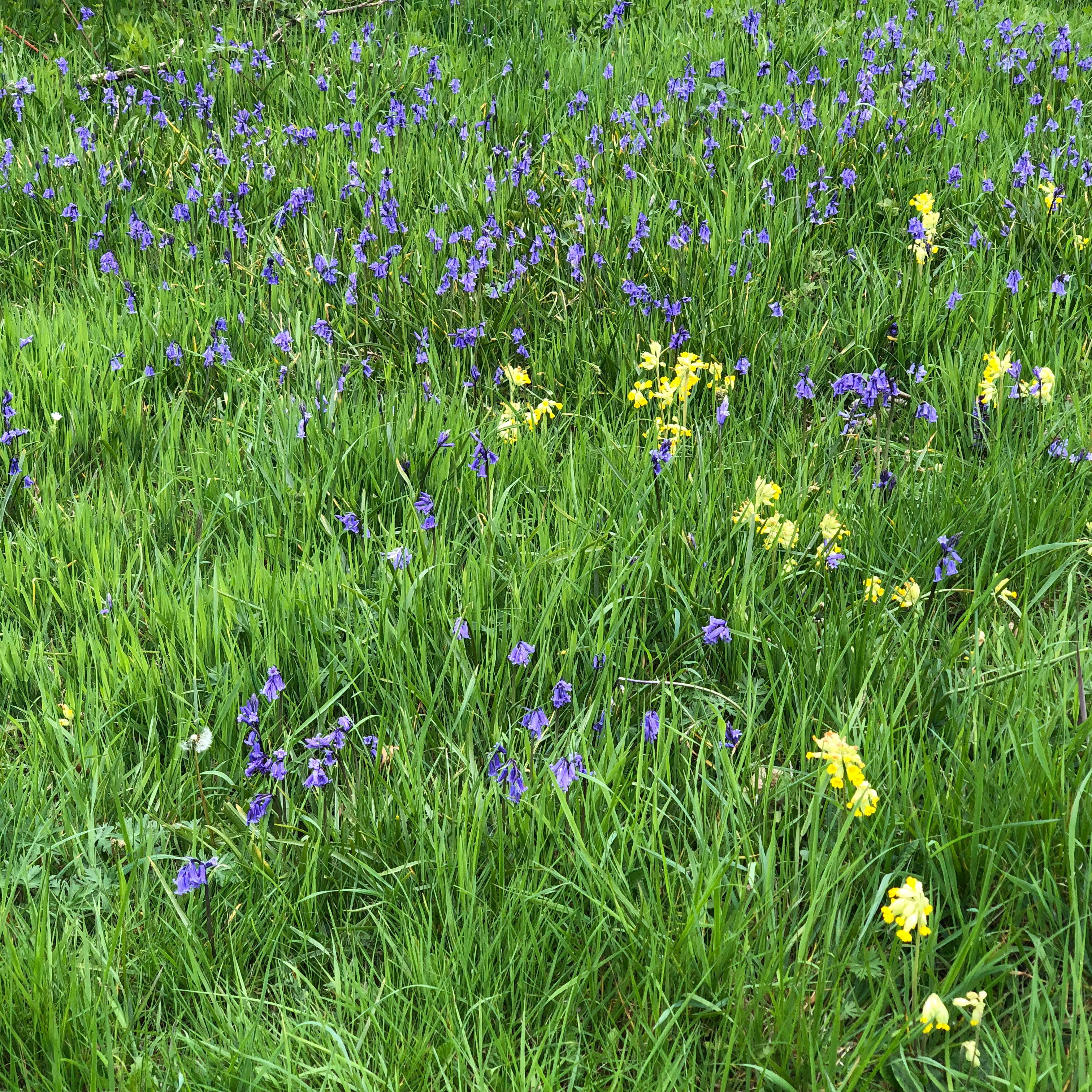 Wildflowers